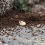 Ants Control at Home: 7 Proven, Easy Solutions That Actually Work