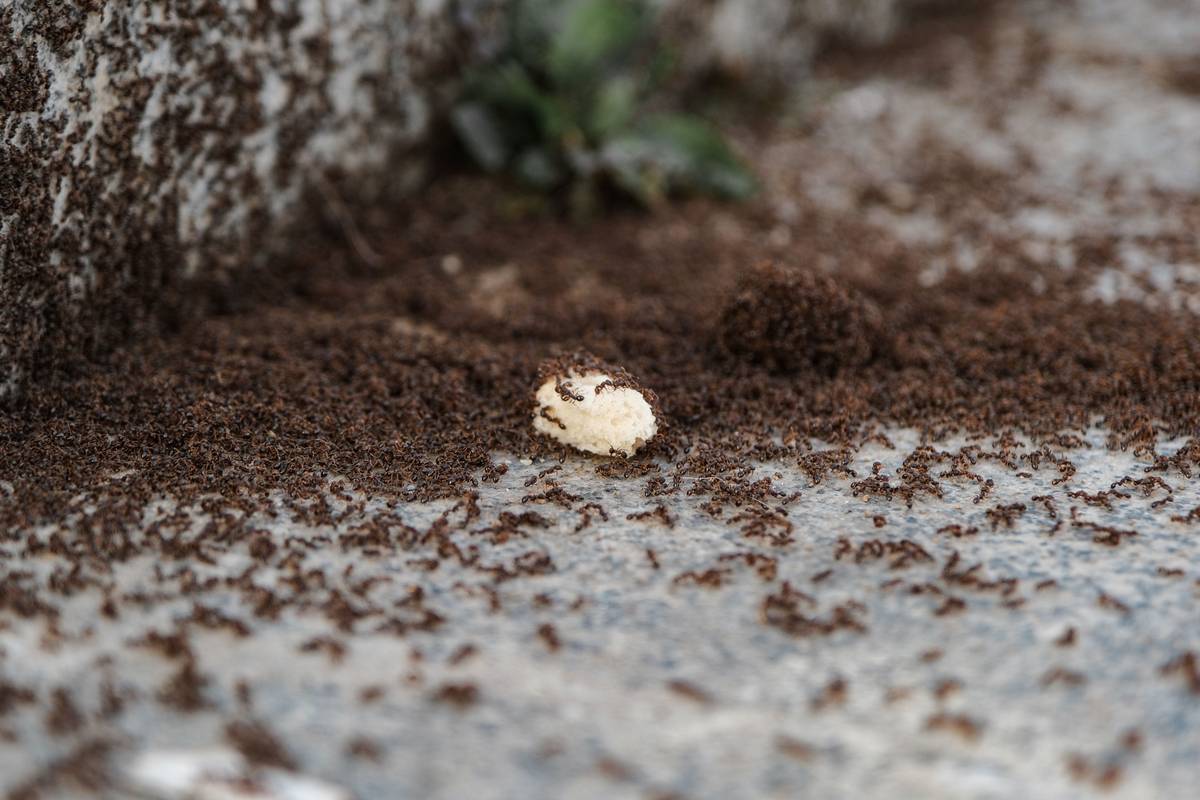 Ants Control at Home: 7 Proven, Easy Solutions That Actually Work